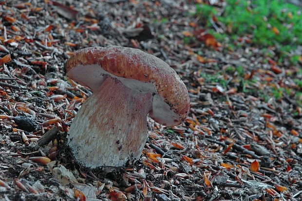 hríb smrekový Boletus edulis Bull.