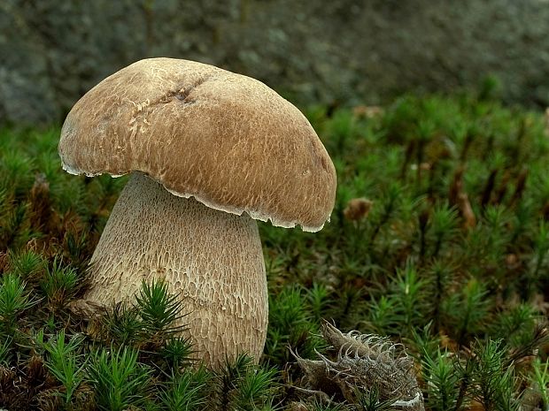 hríb dubový Boletus reticulatus Schaeff.