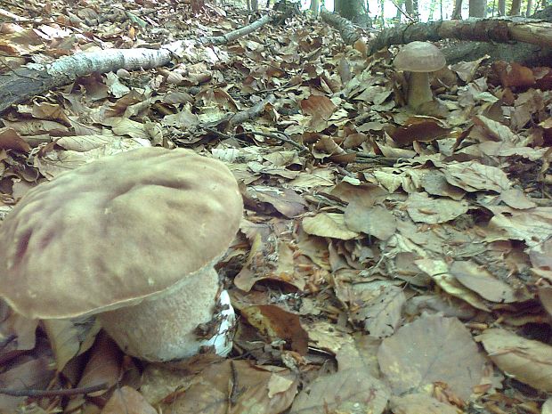 hríb dubový Boletus reticulatus Schaeff.