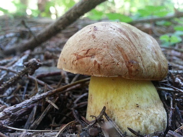 hríb horský Butyriboletus subappendiculatus (Dermek, Lazebn. & J. Veselský) D. Arora & J.L. Frank