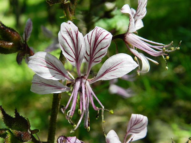 jasenec biely Dictamnus albus L.