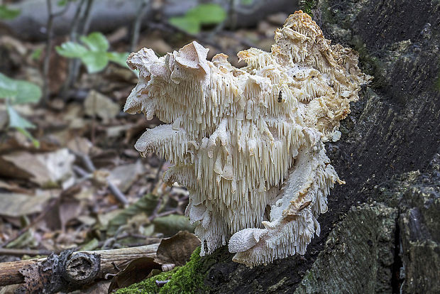 koralovec trúdnikovitý Hericium cirrhatum (Pers.) Nikol.