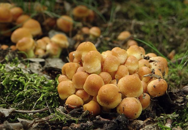 strapcovka zväzkovitá Hypholoma fasciculare (Huds.) P. Kumm.