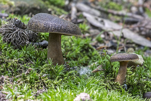 rýdzik Lactarius sp.