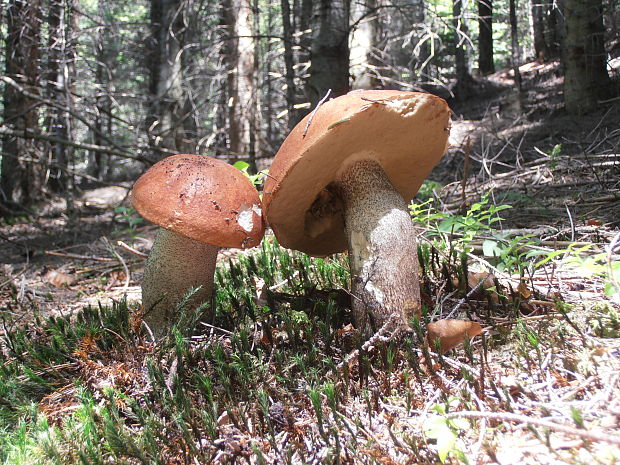 kozák smrekový Leccinum albostipitatum den Bakker & Noordel.