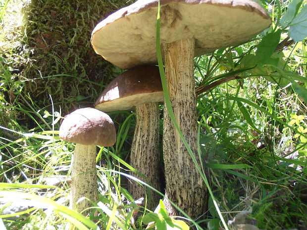 kozák brezový Leccinum scabrum (Bull.) Gray