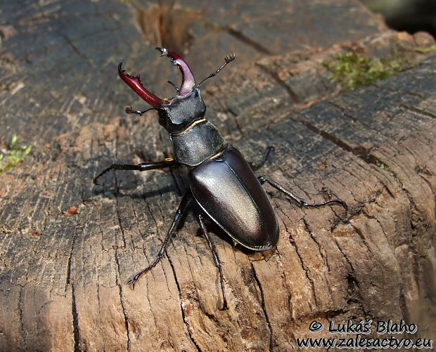 roháč obyčajný Lucanus cervus