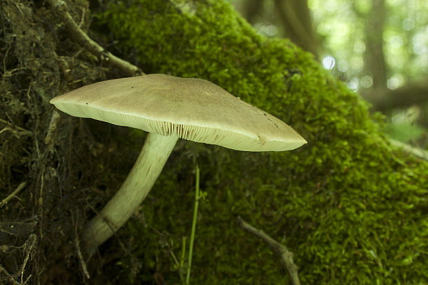 štítovka jelenia Pluteus cervinus (Schaeff.) P. Kumm.