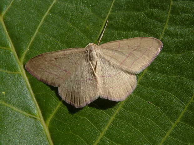 piadica prútnatcová Rhodostrophia vibicaria