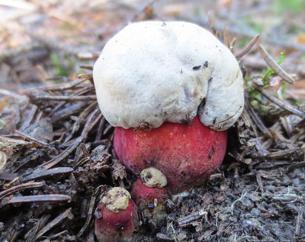 hríb úhľadný horský Rubroboletus rubrosanguineus (Cheype) Kuan Zhao & Zhu L. Yang