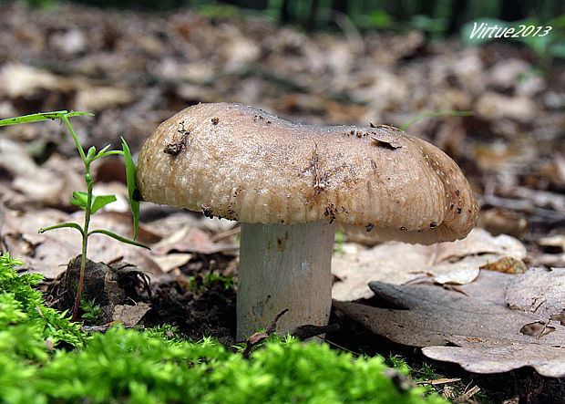 plávka podvojná Russula sororia Fr.