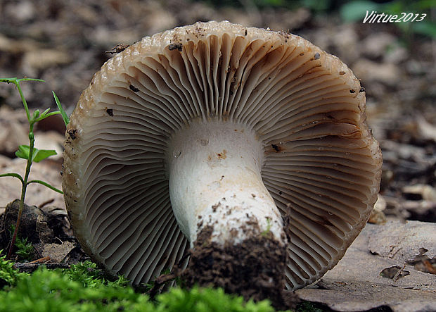 plávka podvojná Russula sororia Fr.