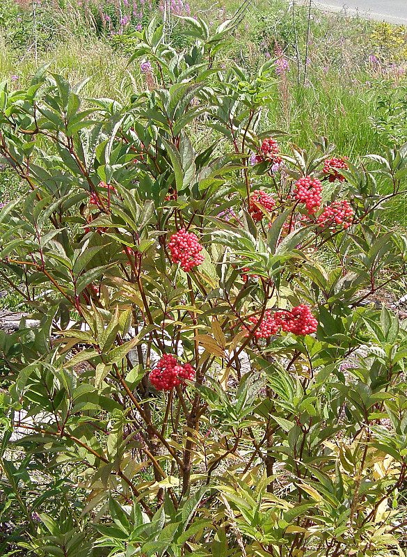 baza červená / bez hroznatý Sambucus racemosa L.