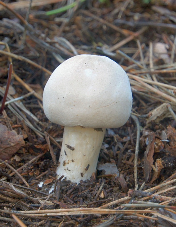 pečiarka hľuznatá Agaricus essettei Bon