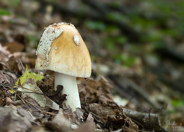 muchotrávka chrastavá Amanita ceciliae (Berk. & Broome) Bas