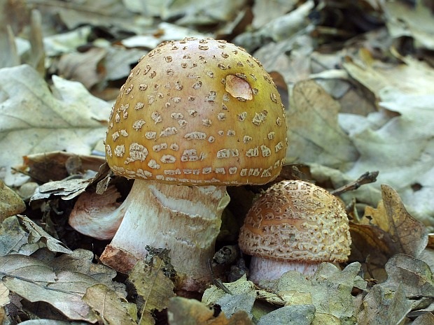 muchotrávka červenkastá Amanita rubescens Pers.