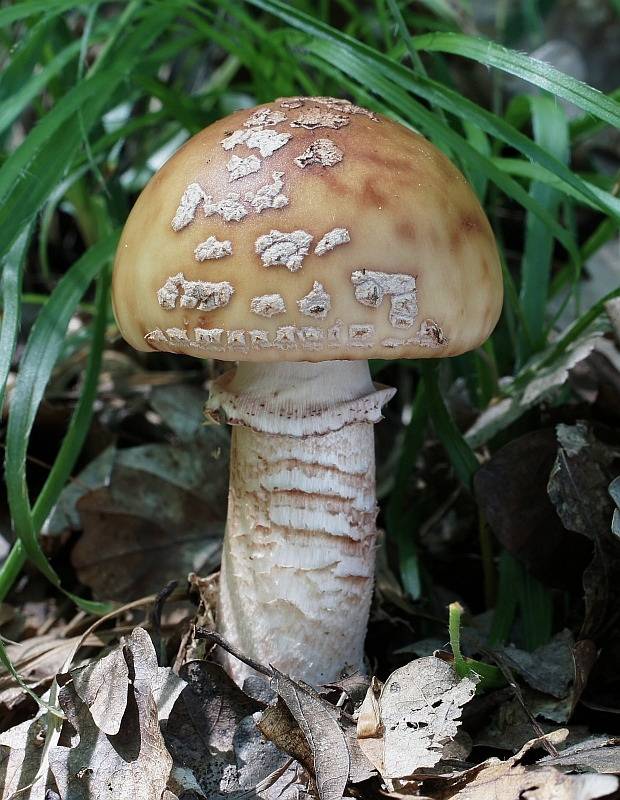 muchotrávka červenkastá Amanita rubescens Pers.