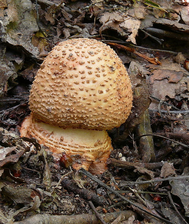 muchotrávka červenkastá Amanita rubescens Pers.