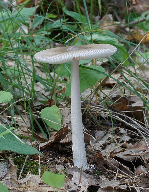 muchotrávka pošvatá Amanita vaginata (Bull.) Lam.