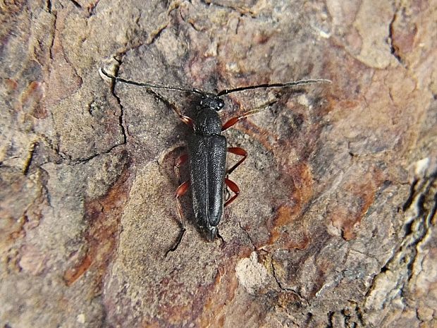 tesařík rudonohý (CZ) Anoplodera rufipes Schaller, 1783