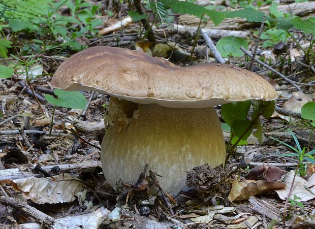 hríb smrekový Boletus edulis Bull.