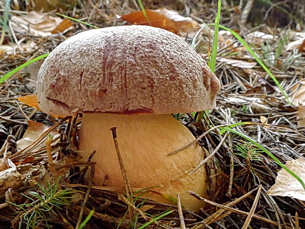 hríb sosnový Boletus pinophilus Pil. et Dermek in Pil.