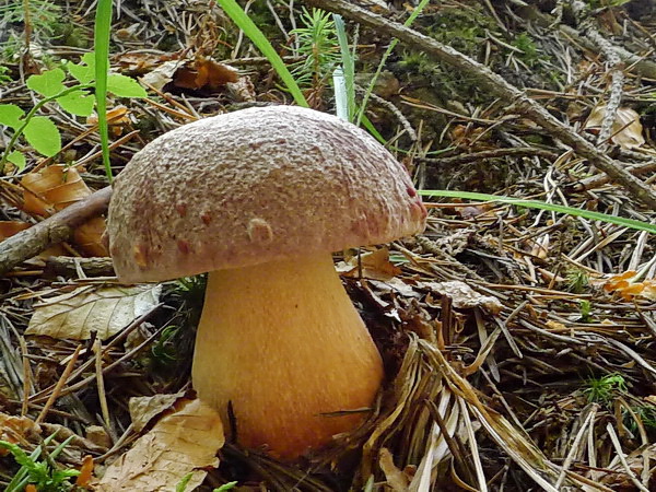 hríb sosnový Boletus pinophilus Pil. et Dermek in Pil.