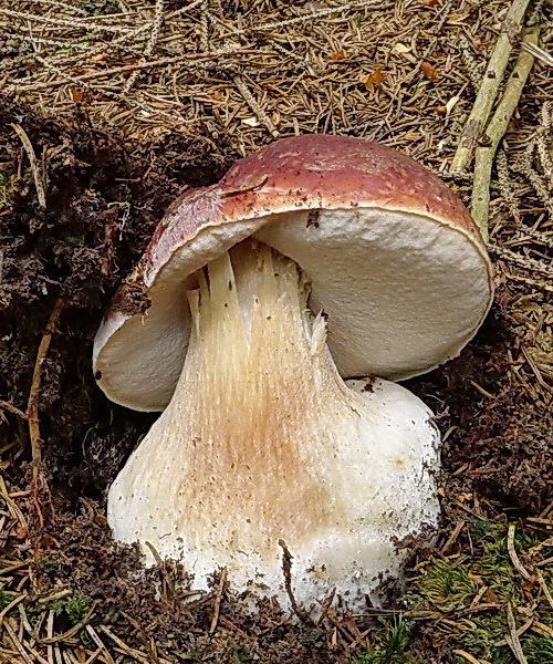 hríb sosnový Boletus pinophilus Pil. et Dermek in Pil.