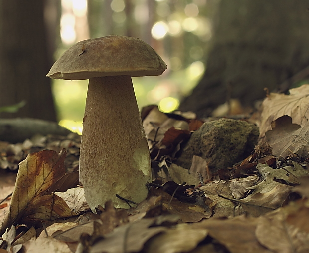 hríb dubový Boletus reticulatus Schaeff.