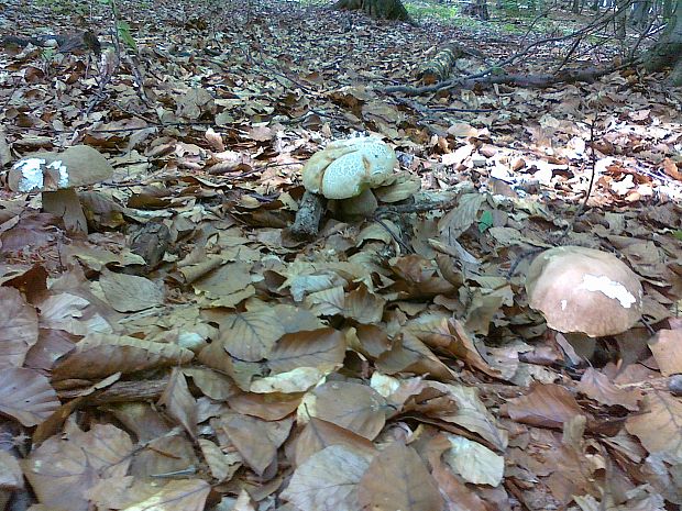 hríb dubový Boletus reticulatus Schaeff.