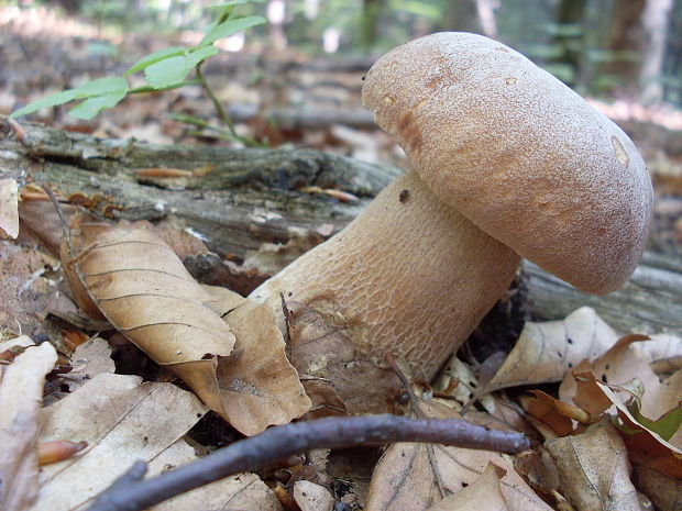 hríb dubový Boletus reticulatus Schaeff.