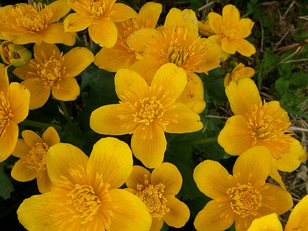 záružlie močiarne horské  Caltha palustris subsp. laeta (Schott, Nyman et Kotschy) Hegi