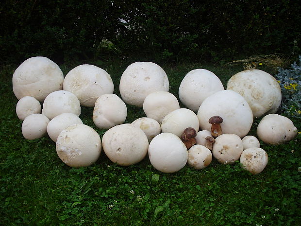 vatovec obrovský Calvatia gigantea (Batsch) Lloyd