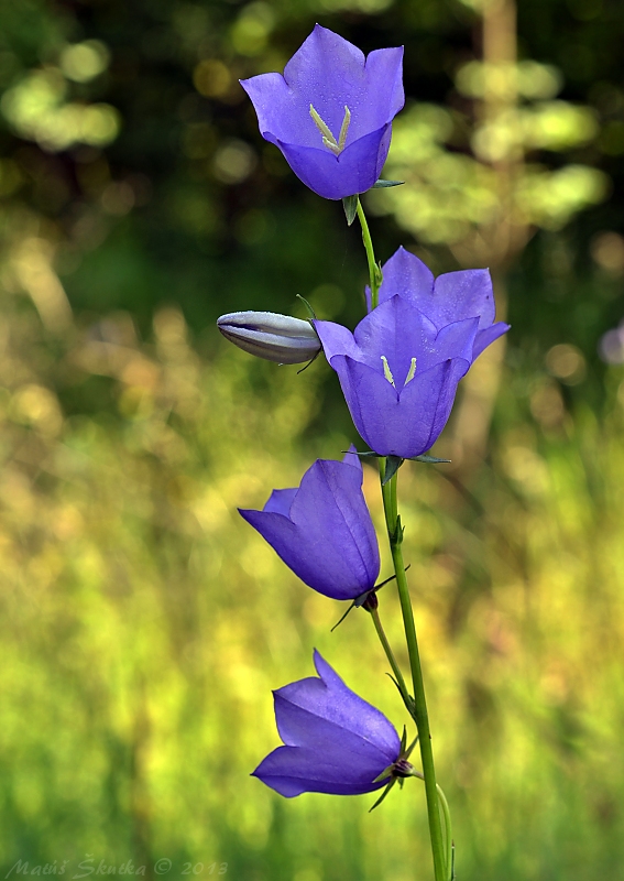 zvonček broskyňolistý Campanula persicifolia L.