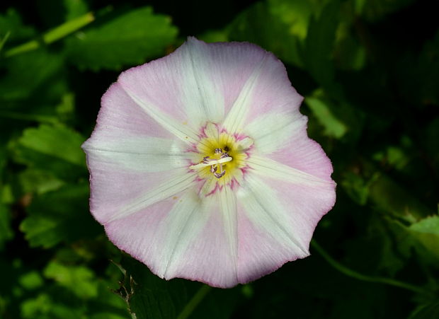 pupenec roľný Convolvulus arvensis L.