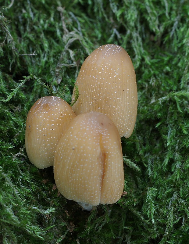 hnojník Coprinellus sp.