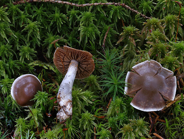 pavučinovec purpurovogaštanový Cortinarius tortuosus (Fr.) Fr.