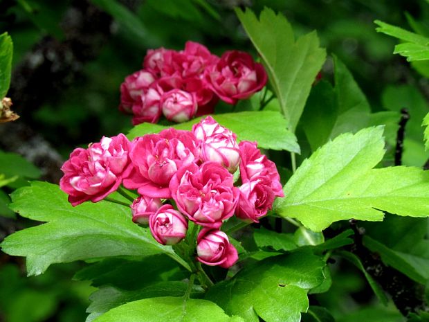 hloh obyčajný Crataegus laevigata (Poir.) DC.