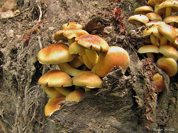 strapcovka Hypholoma sp.