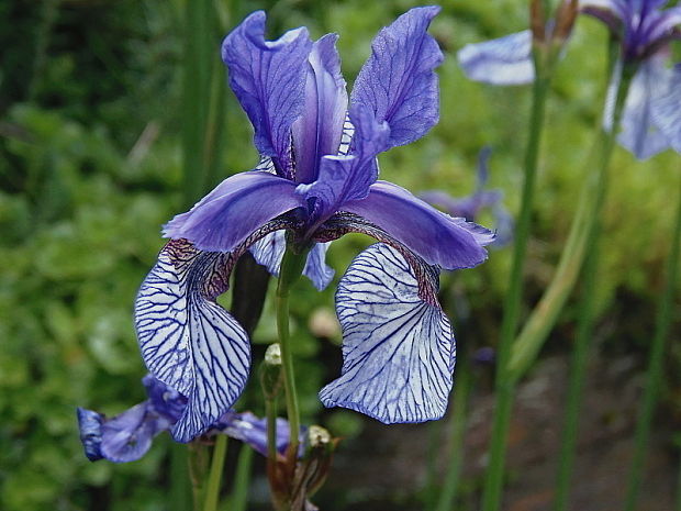 kosatec sibírsky Iris sibirica L.