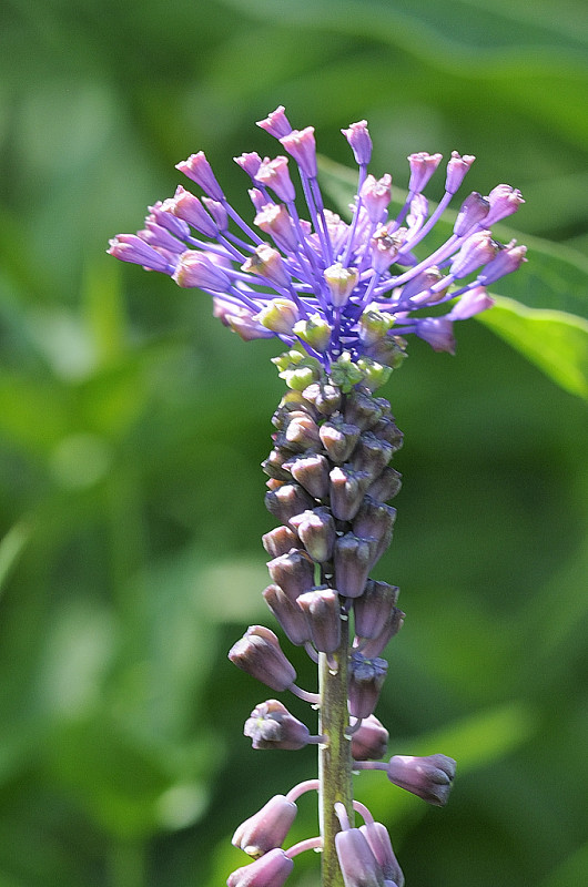 leopoldia chochlatá Leopoldia comosa (L.) Parl.