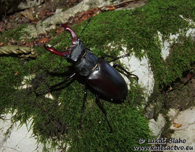 roháč obyčajný  Lucanus cervus