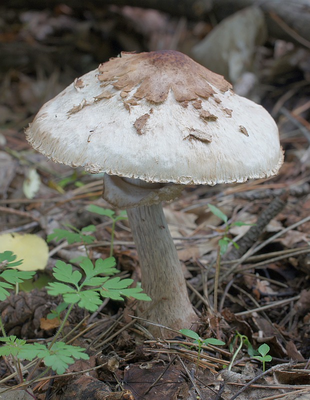 bedľa Konradova Macrolepiota konradii (Huijsman ex P.D. Orton) M.M. Moser