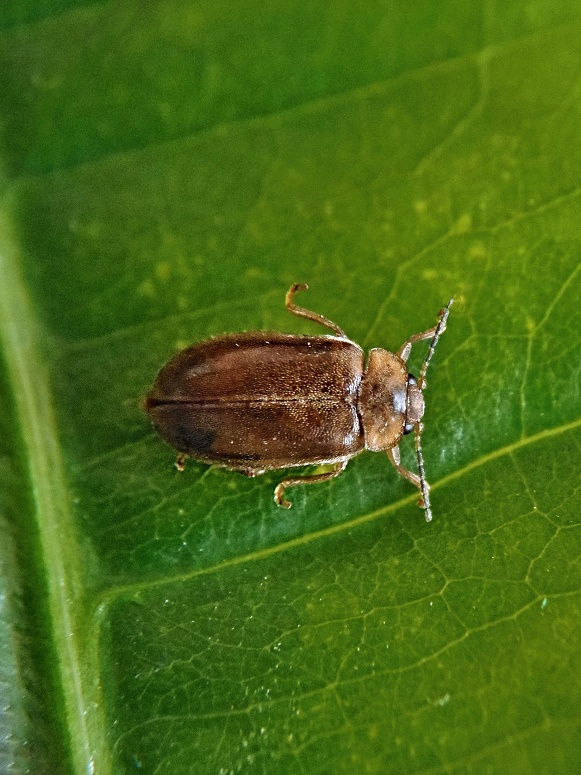 mokřadník   (CZ) Microcara testacea Linnaeus, 1767