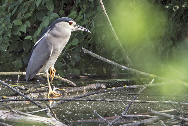 chavkoš nočný  Nycticorax nycticorax