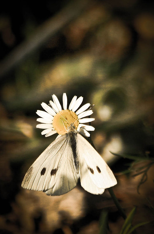 mlynárik repkový Pieris napi