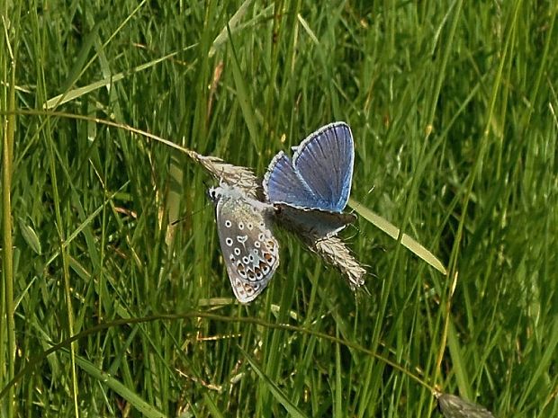 modráčik obyčajný  Polyommatus icarus Linnaeus, 1758