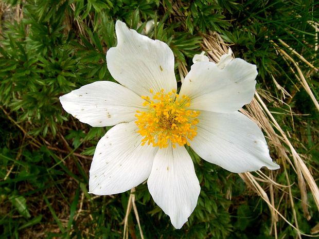 poniklec biely Pulsatilla scherfelii (Ullepitsch) Skalický