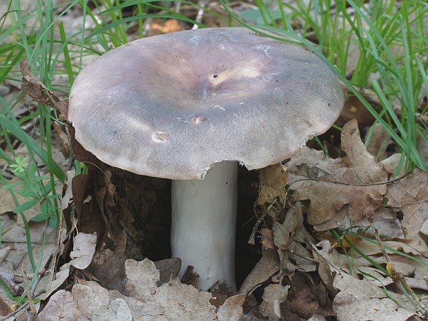 plávka modrastá Russula cyanoxantha (Schaeff.) Fr.