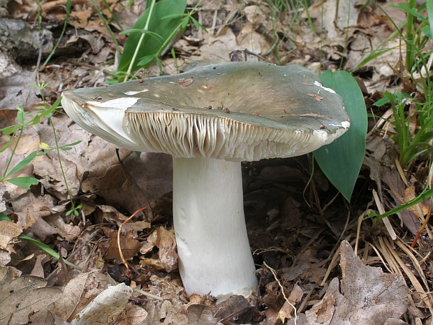 plávka Russula sp.